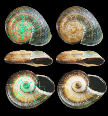Spiral Snail Shell